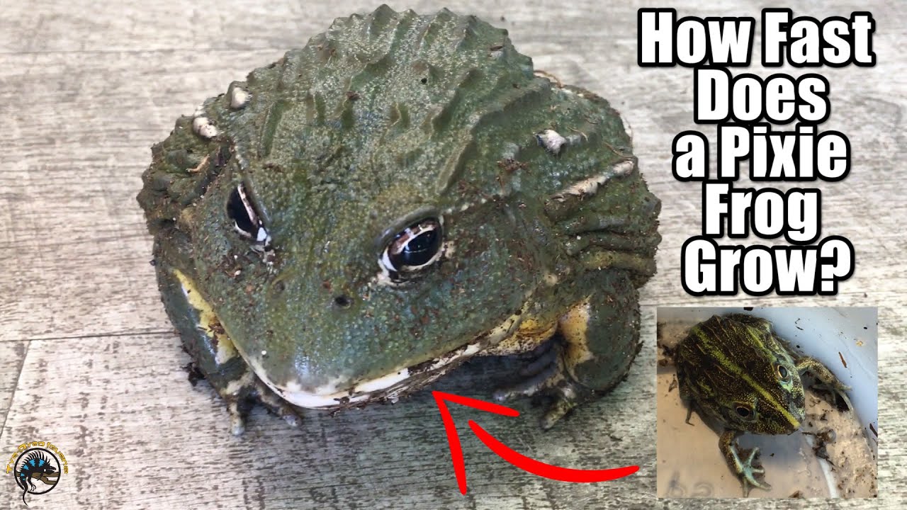 Just How Fast Does a Baby Pixie Frog Grow Up into a Huge MONSTER Frog? 🐸