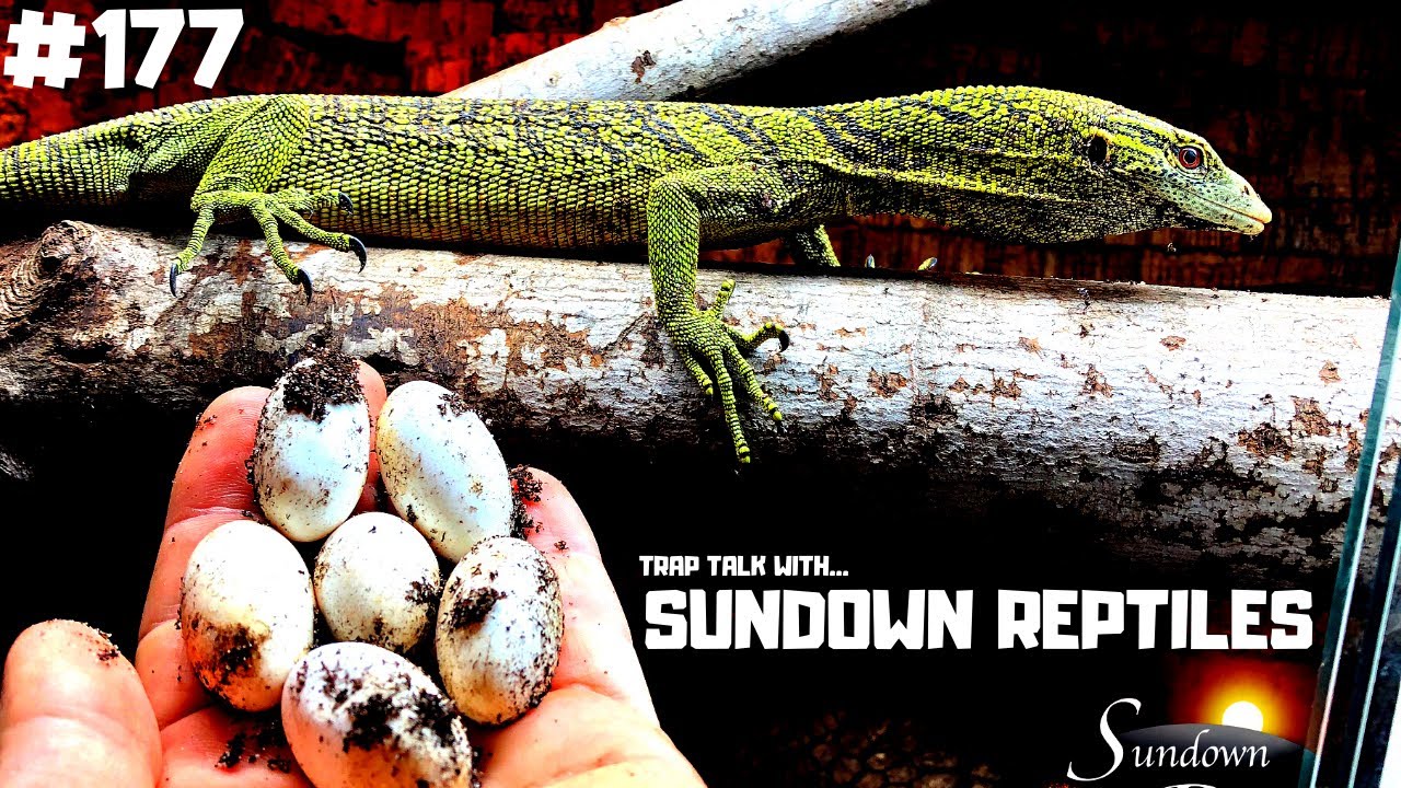 #177 BRYAN SUSON OF SUNDOWN REPTILES | VARANUS REISINGERI | CHAHOUA GECKO | TRAP TALK WITH MJ