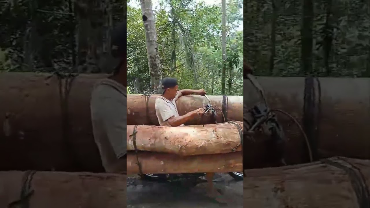 ojek kayu palang bawa kayu super besaar 