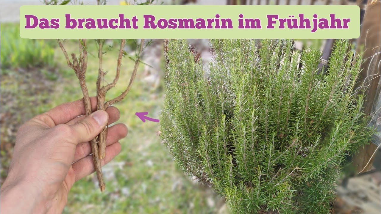 Rosmarin Radikalschnitt lässt NEUE Triebe explodieren! (auch bei holzigen Pflanzen)