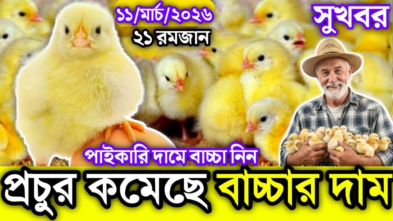 11, March 2026 || ব্রয়লার ও সোনালী বাচ্চার আজকের বাজার দর || মুরগির বাচ্চার পাইকারি বাজার দাম জানুন