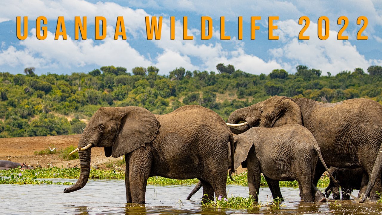 Uganda Wildlife Video 2022