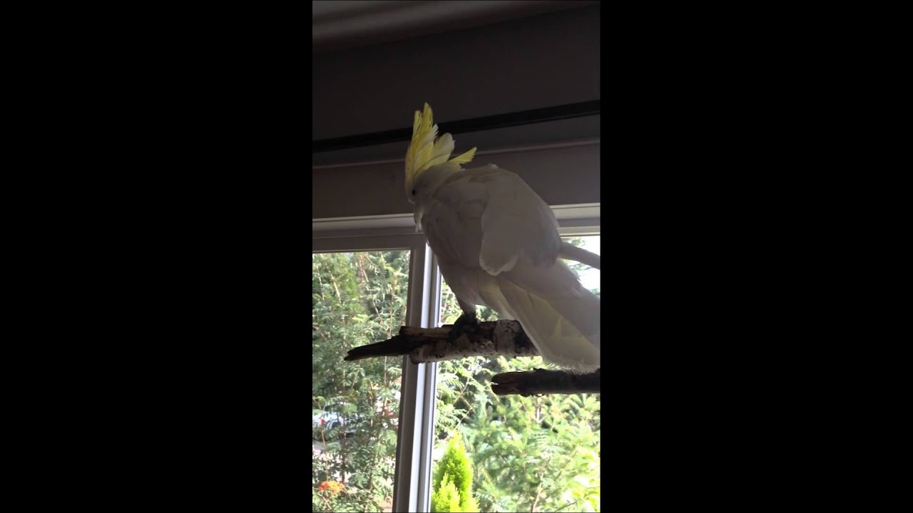 Cockatoo Mimics Dog Barking