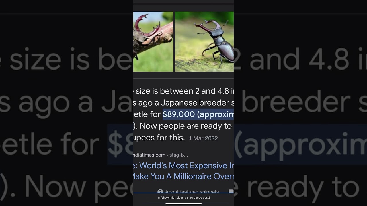 10 Stag Beetles ~ 1 million dollars