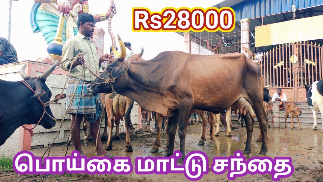 Rs28000முதல்,கமலம் மாடு கிடைக்கும், ஜெர்சி|kamalam,jersey,cow market