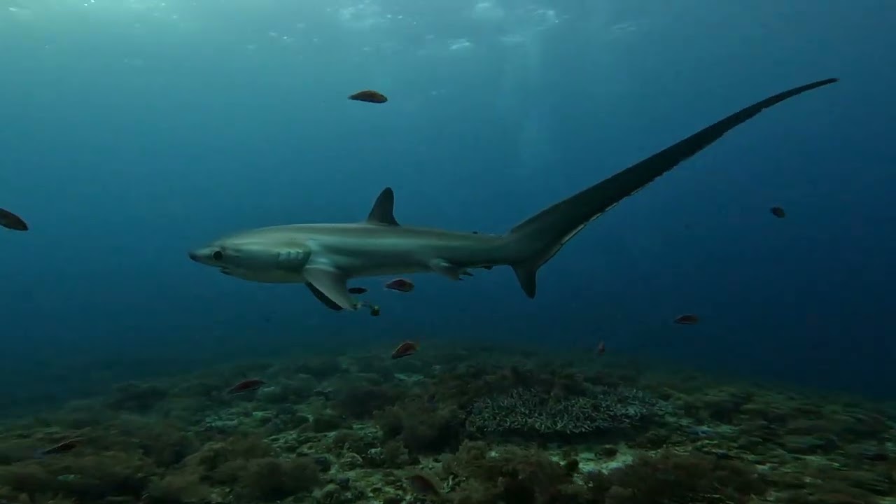 Thresher sharks - Kimud Shoal, malapascua December 2025