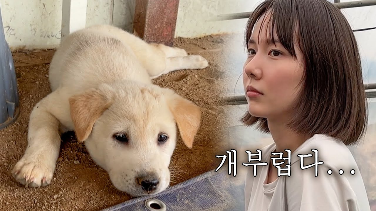 널브러진 똥개곤쥬님이 부러운 시골 농장 알바생의 하루