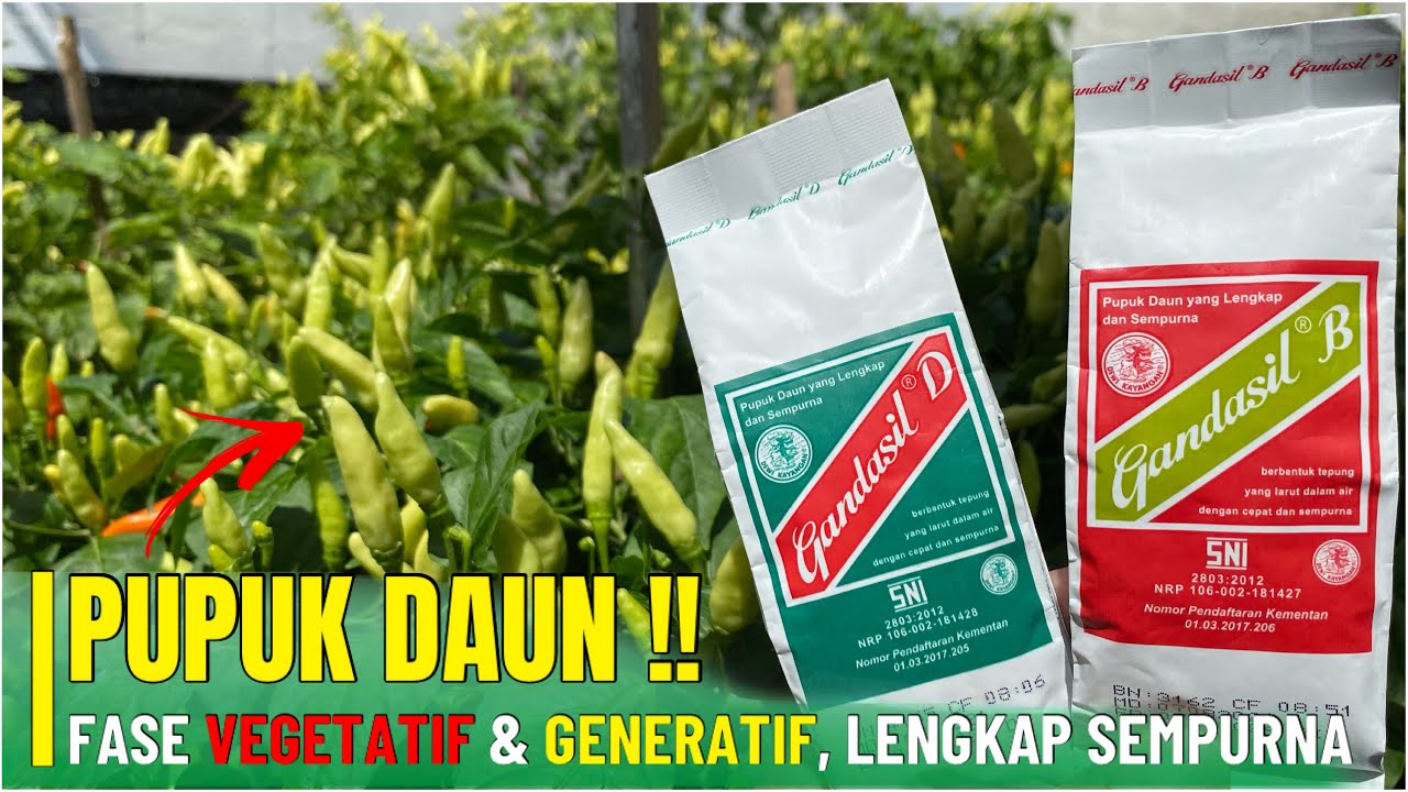 WAJIB TAU ⁉️ Jangan Sampai Salah Penggunaan Pupuk Daun Gandasil