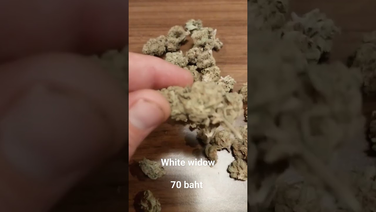 white widow organic #thailand #chiangmai #hemp #420 #710 #livingsoil #mmj