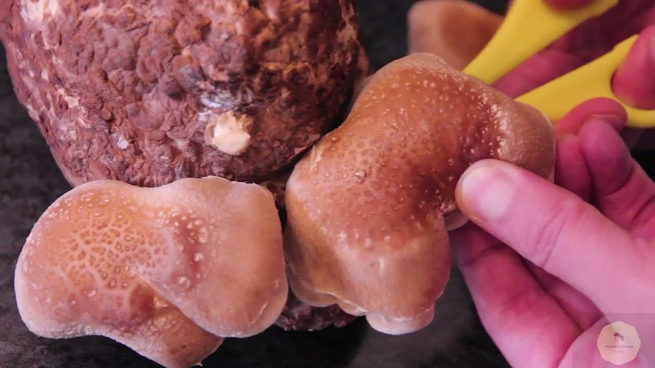 Reteta simpla cu ciuperci Shiitake