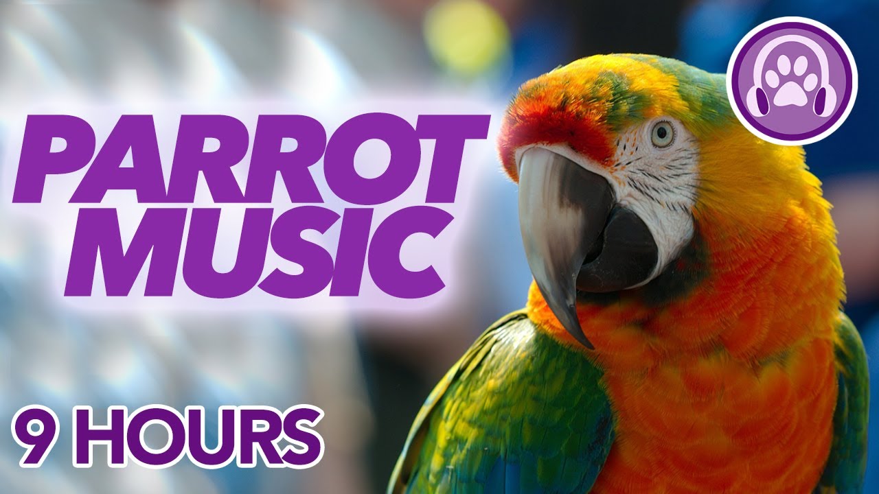 CLICK HERE to Make your Parrot Happy 🦜 Music for Happy Healthy Parrots