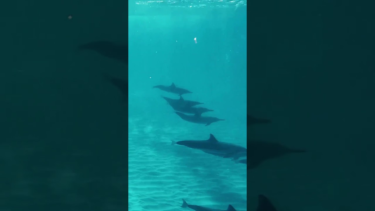 SO MANY DOLPHINS!!! #shorts #dolphin #dolphins
