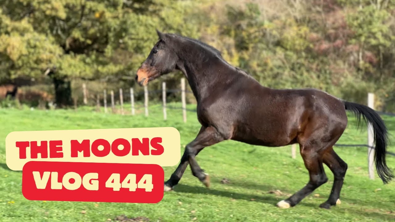 He Was Once a Stallion&hellip; Now He&rsquo;s Learning to Belong Again