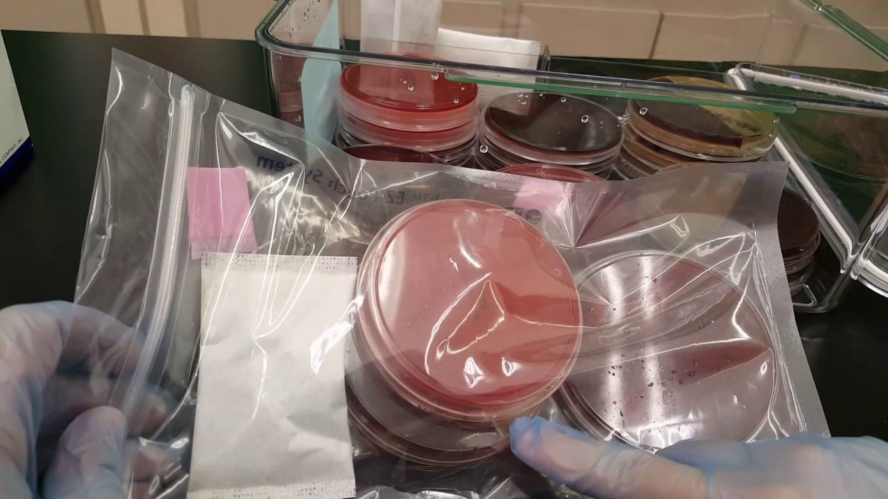 Microbiology: Anaerobic GasPak Pouch with Indicator