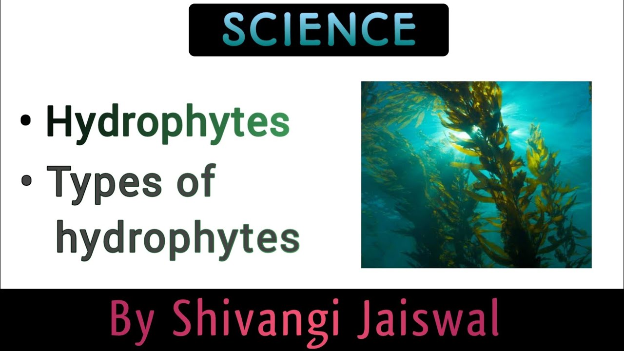 Hydrophytes and types of hydrophytes