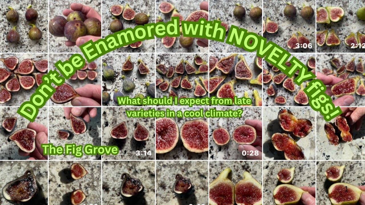Growing LATE main crop fig varieties in a cool climate. 