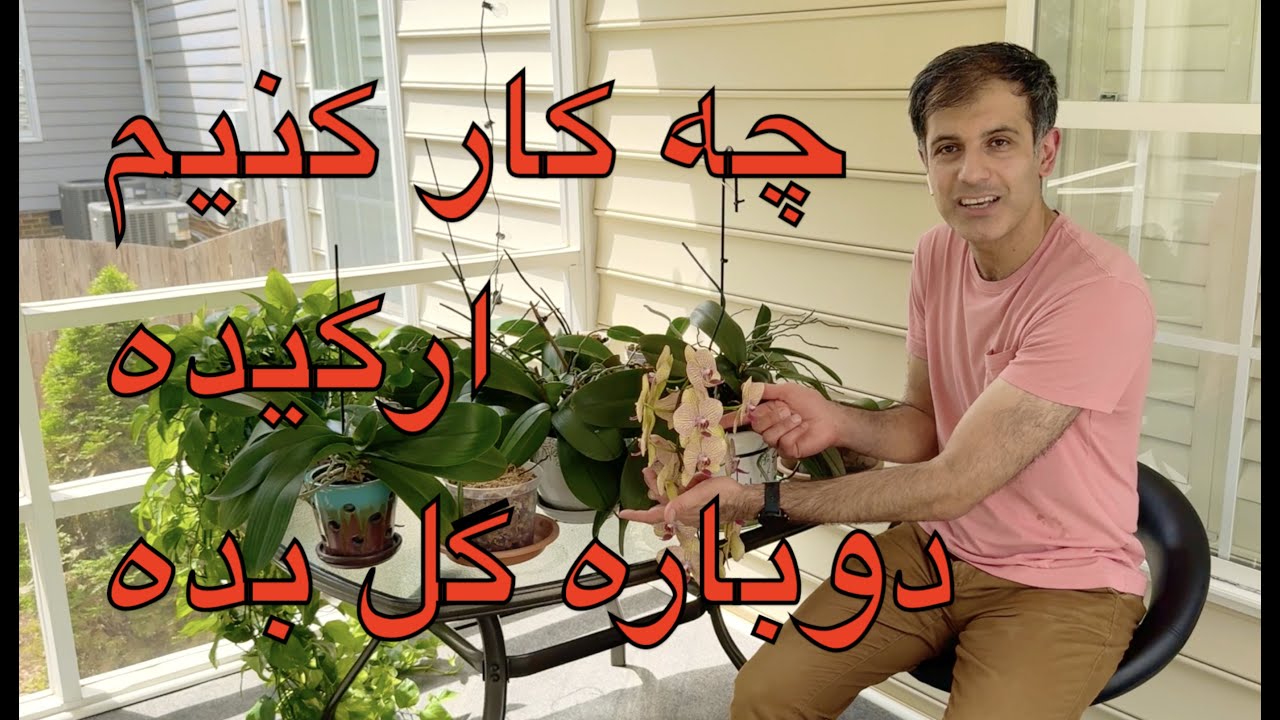 چه کار کنیم تا گیاه ارکیده دوباره گل های زیاد بدهد - گلدهی مجدد ارکیده