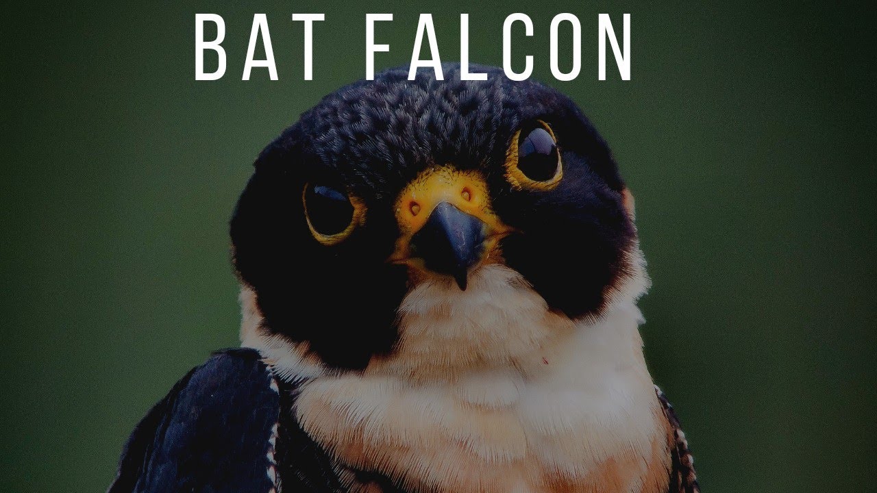Birds of Costa Rica/ Bat Falcon Hunting🐦🦇💚🇨🇷