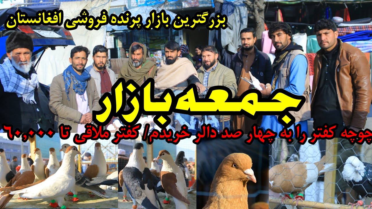 اصل کم پیدا،چوچه کفتر به ۴۰۰ دالر 😯/ گرم جوشی بازار جمعه/ | Afghanistan Biggest Friday Bazar Kabul ❤