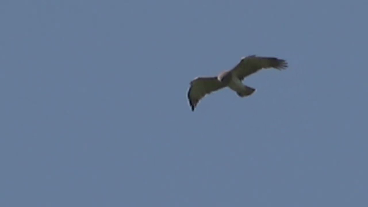Slangenarend - Short-toed Eagle (circaetus gallicus)