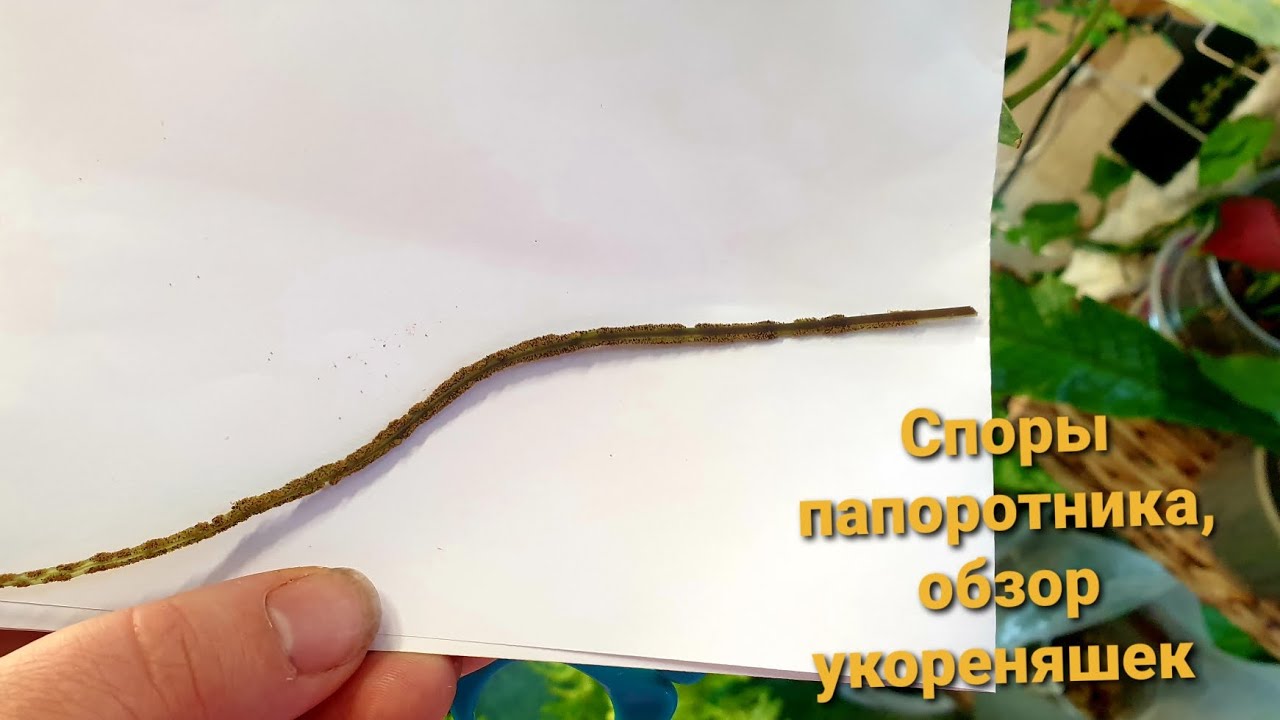 Посадка спор папоротника 🌿 обзор укореняшек