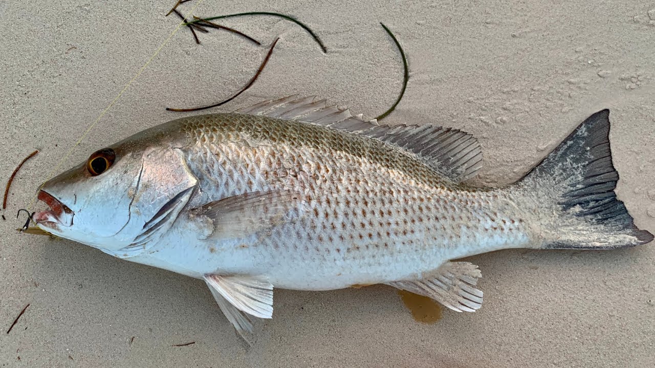 Surf Fishing for Snapper in the Dominican Republic