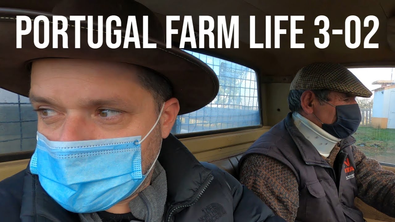 HOW we MAKE Organic OLIVE OIL | PORTUGAL FARM LIFE S3-02 ❤
