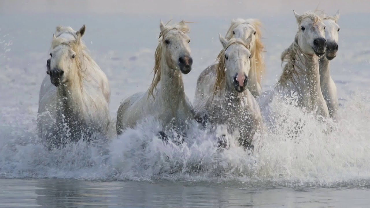 Chevaux de Camargue / Camargue horses