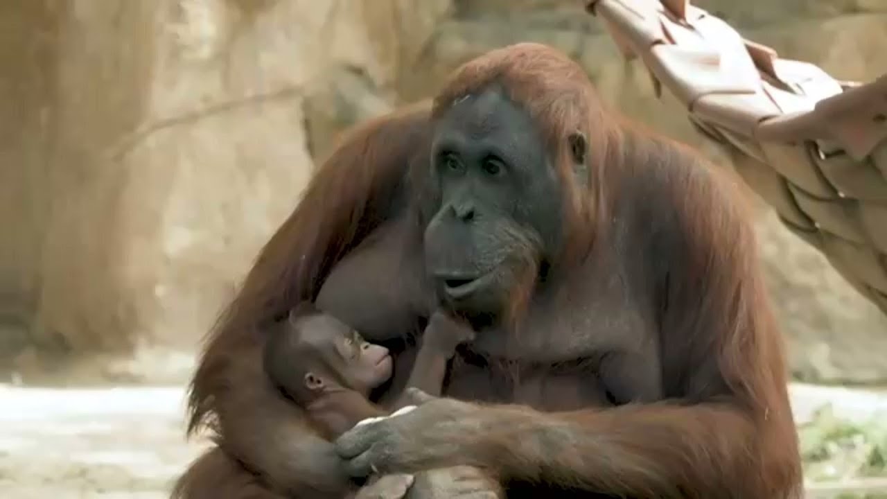 Endangered Bornean orangutan born at Madrid zoo | AFP