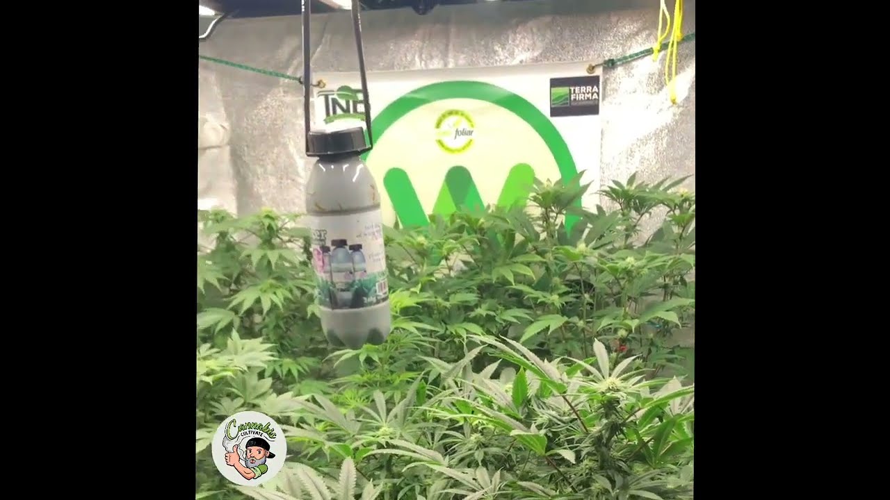 Cannabis Cultivate - 4x4 Grow