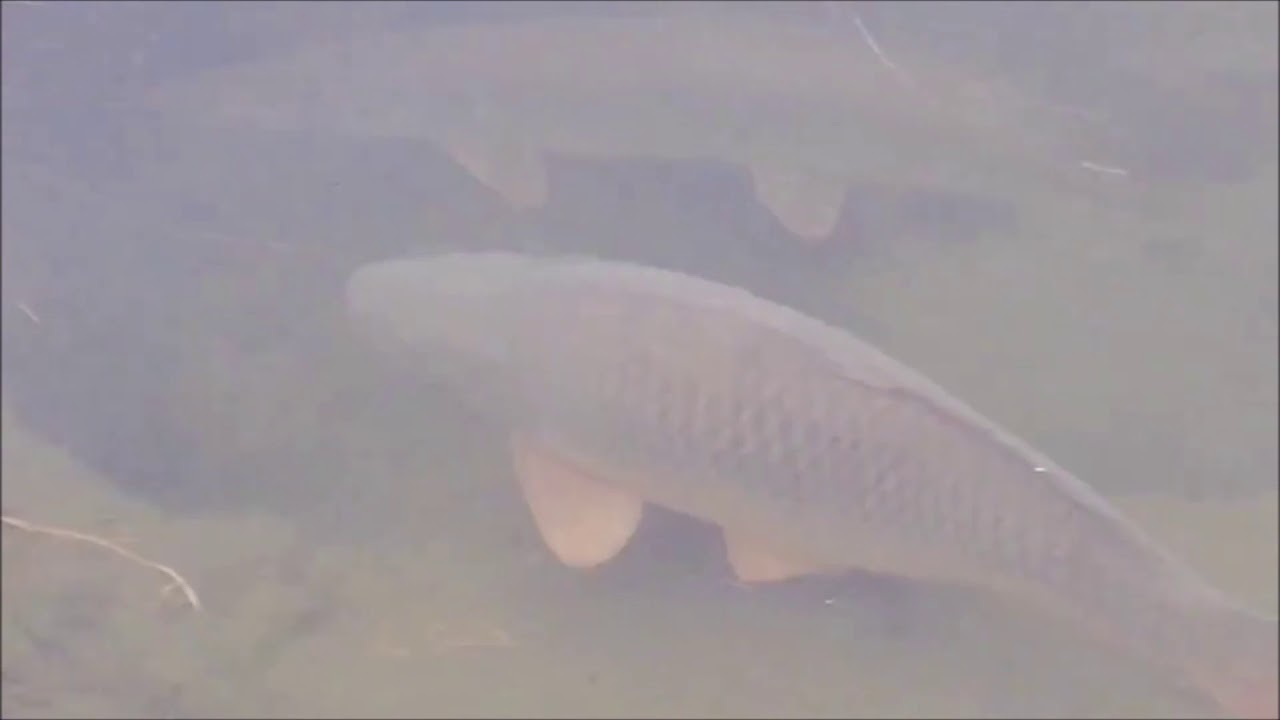 Alvinage exceptionnel Lac de Madine 2019