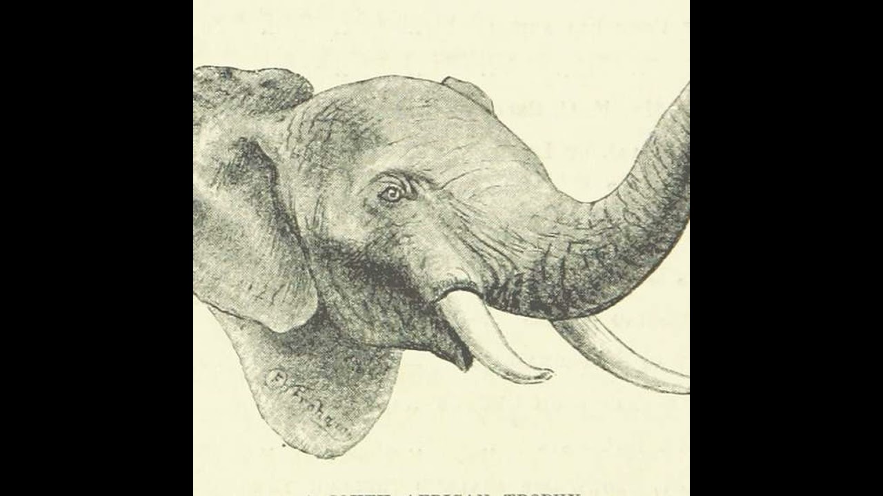 Забодан слоном | Питер Кэпстик