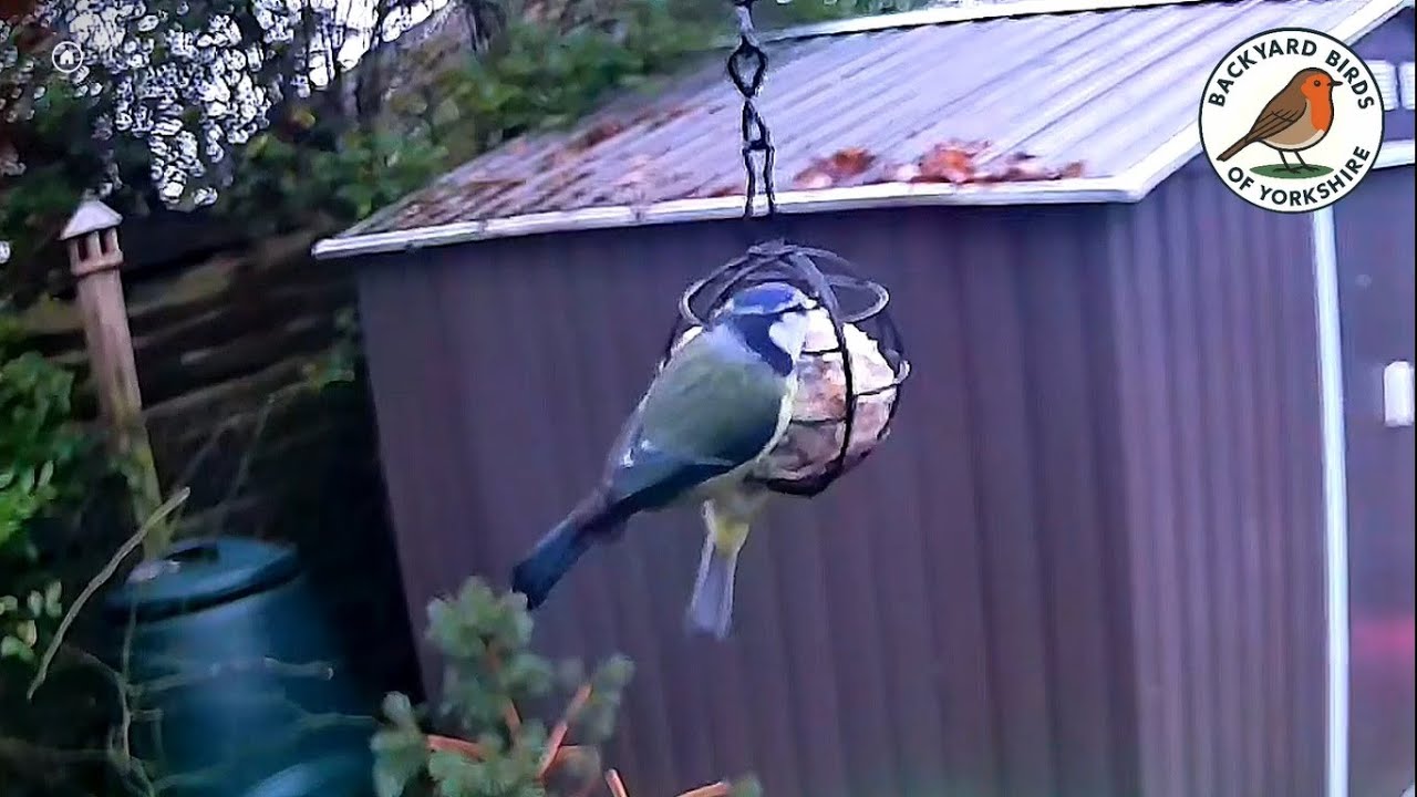 Peaceful Garden Moment | Two Tit Birds Enjoy a Fat Ball