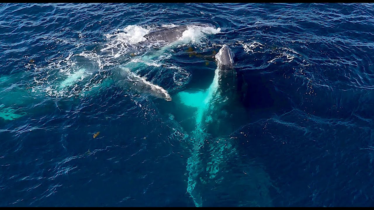 Whispering Whales - A Meditative Chant with Gentle Caresses from Two Giants - For Slow TV - 4K