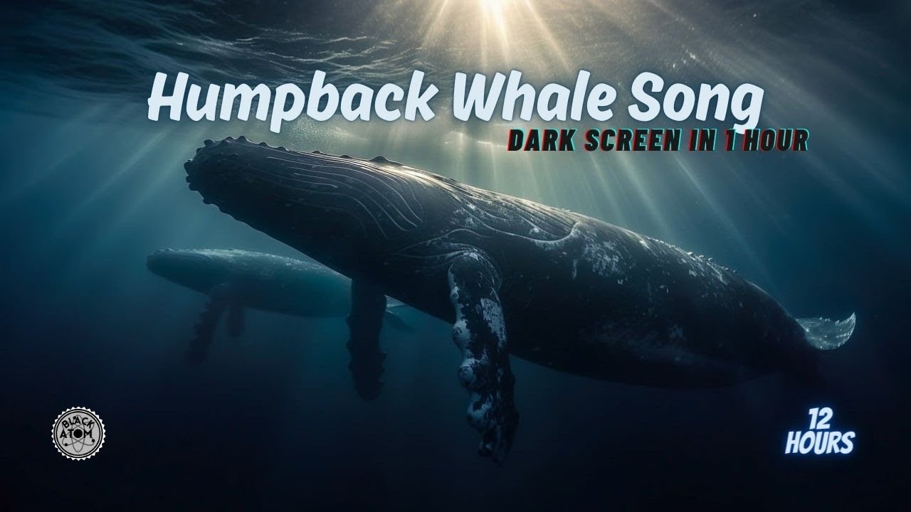 🌊 Deep Ocean Serenity ⨀ Underwater Ambience with Humpback Whale Song for Sleep and Relaxation