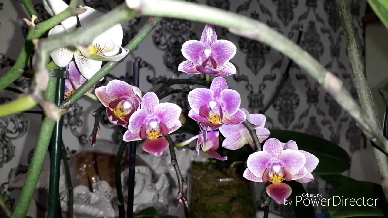 Живой мох для орхидей👍Новые посадки.