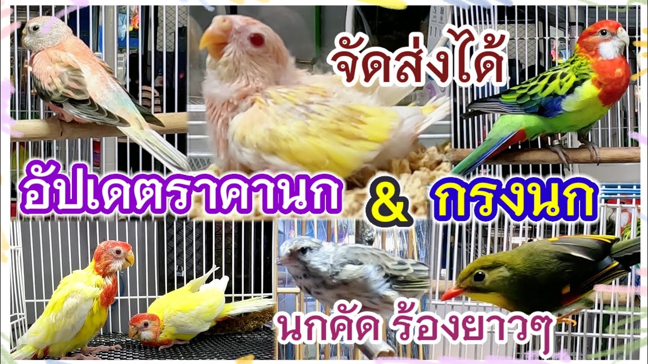 อัปเดตราคานก และกรงนก นกสวยๆ นกคัดร้องยาวๆ จตุจักร มีนบุรี ร้านพี่ป็อป