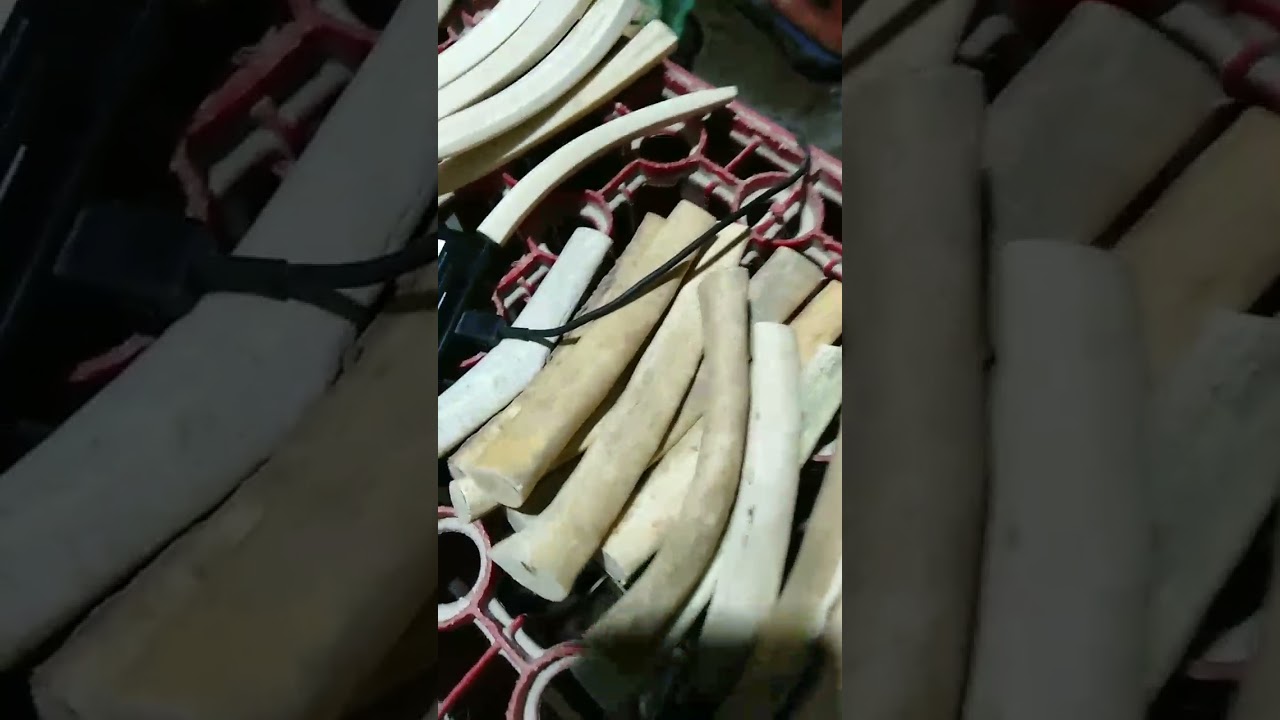 proses pembuatan pipa rokok gading