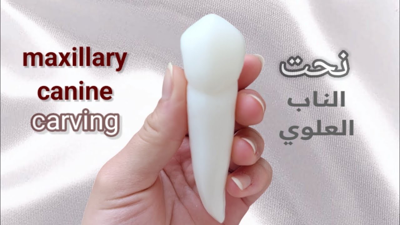 اسهل طريقة لنحت الناب العلوي carving maxillary canine ,kanin diş yapımı