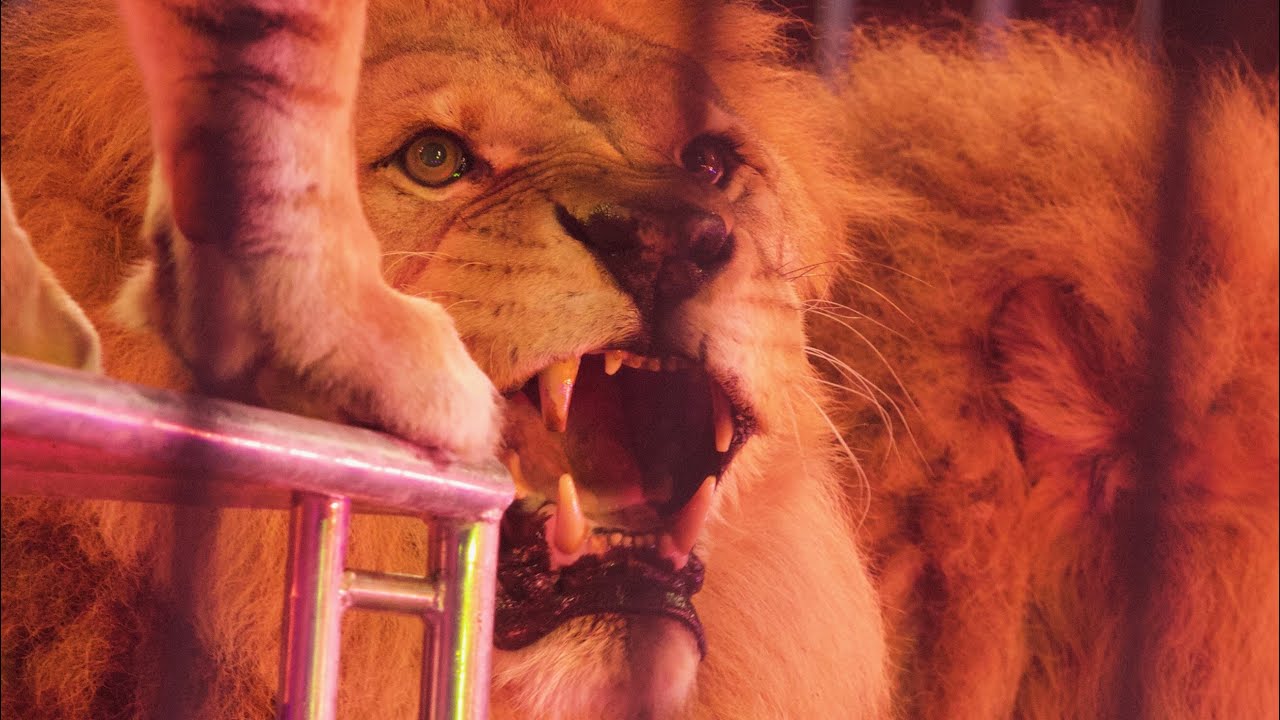 Animali del circo Royal