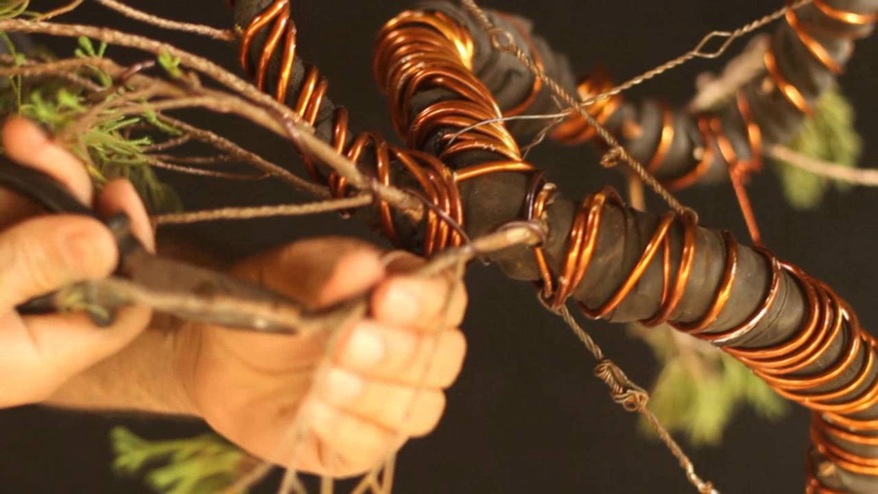 Joseph (Juniperus)  vídeo 2
