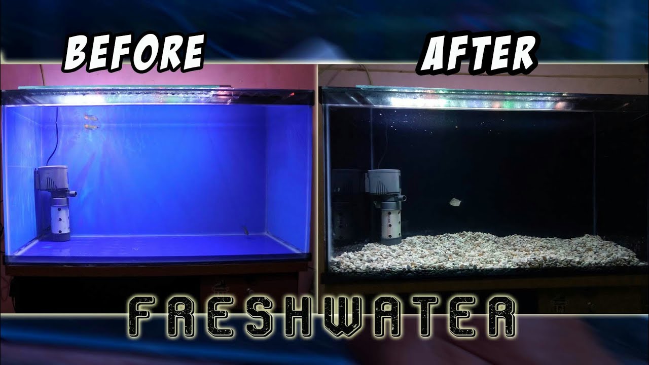 Tips Aquarium | Setup aquarium freshwater for arowana and predator fish
