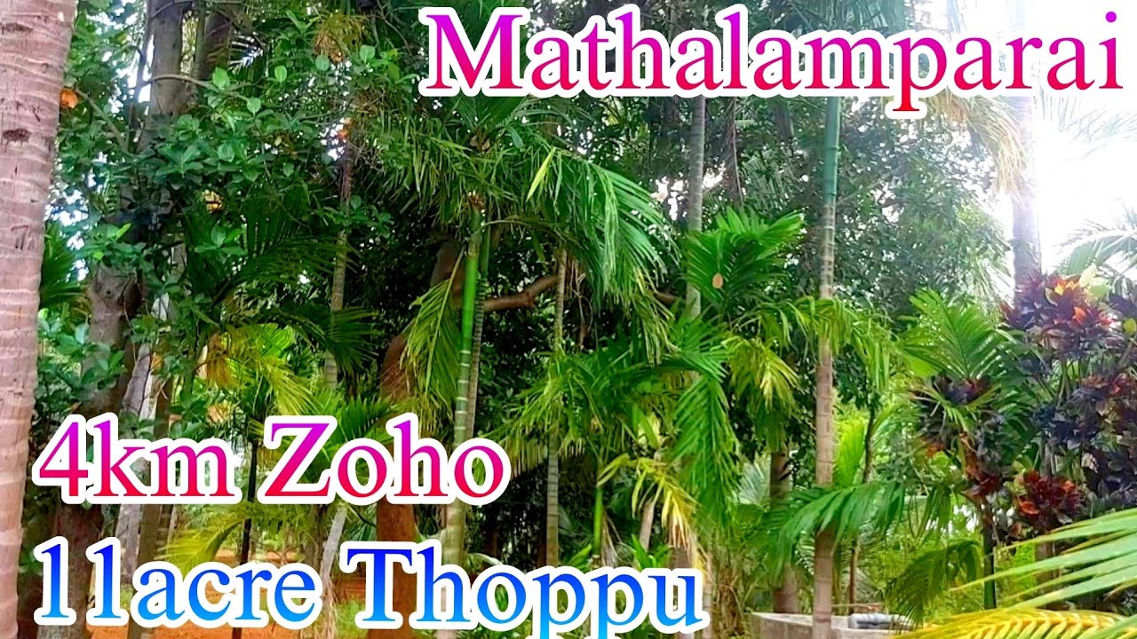11 ஏக்கர் தோப்பு தென்காசி மத்தளம்பாறை அருகில் விற்பனைக்கு |நல்ல வருமானம்  வரும்  தோப்பு #tenkasi