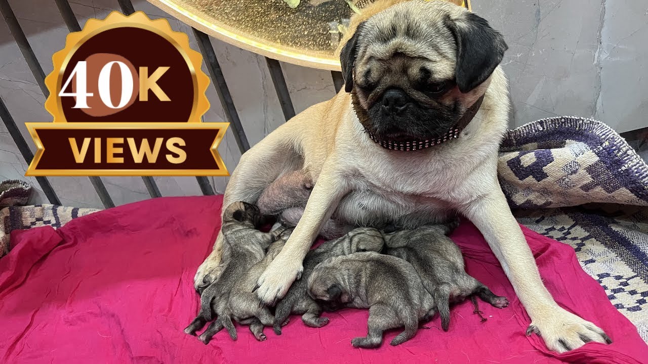 Pug Dog Delivery | Dog delivery | puppy delivery | Pug puppy | How dog deliver puppy | 🧿 #pugdog