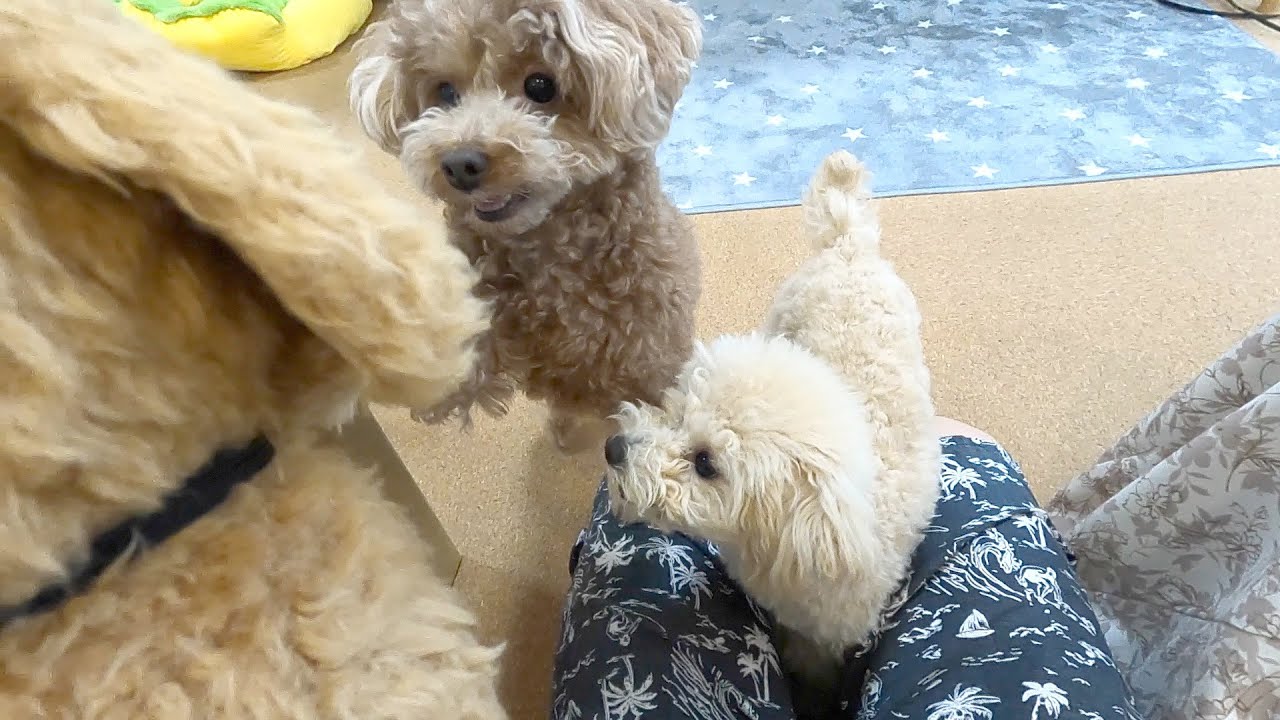新しい犬をお迎えしたらトイプードルと子犬がとんでもない事件を起こしたw