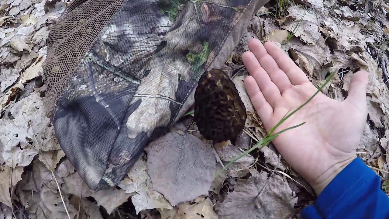 Hunting Black Morel Mushrooms in Northern Michigan (May 12 - Part 2)