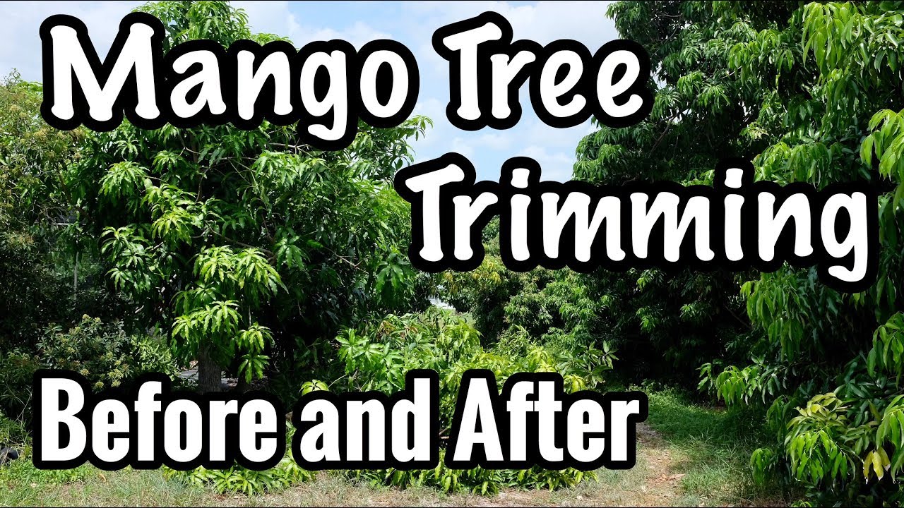 Mango Tree Trimming at Truly Tropical: Before and After