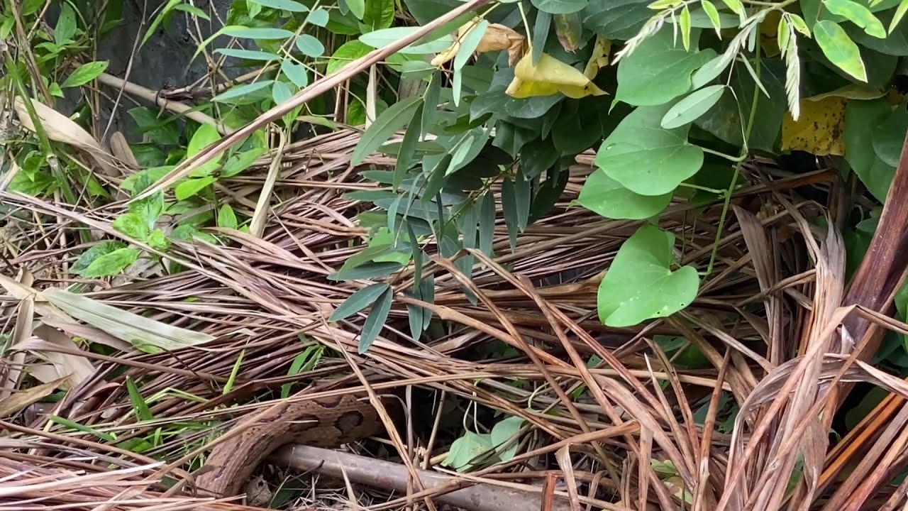 Close Encounter with a Russell Viper in Horamavu Agara | Deadly Snake Crawling in the Woods