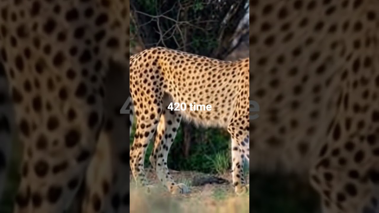 a cheetah taking a FAT RIP....
