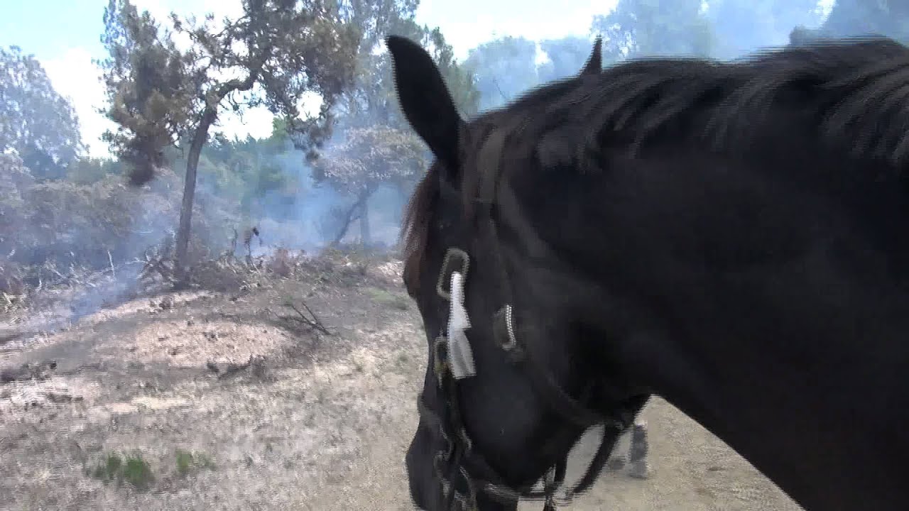My horse walks thru fire